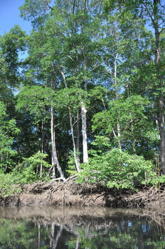 Mangue do Delta do Parnaíba, na fronteira dos estados do Piauí e Maranhão